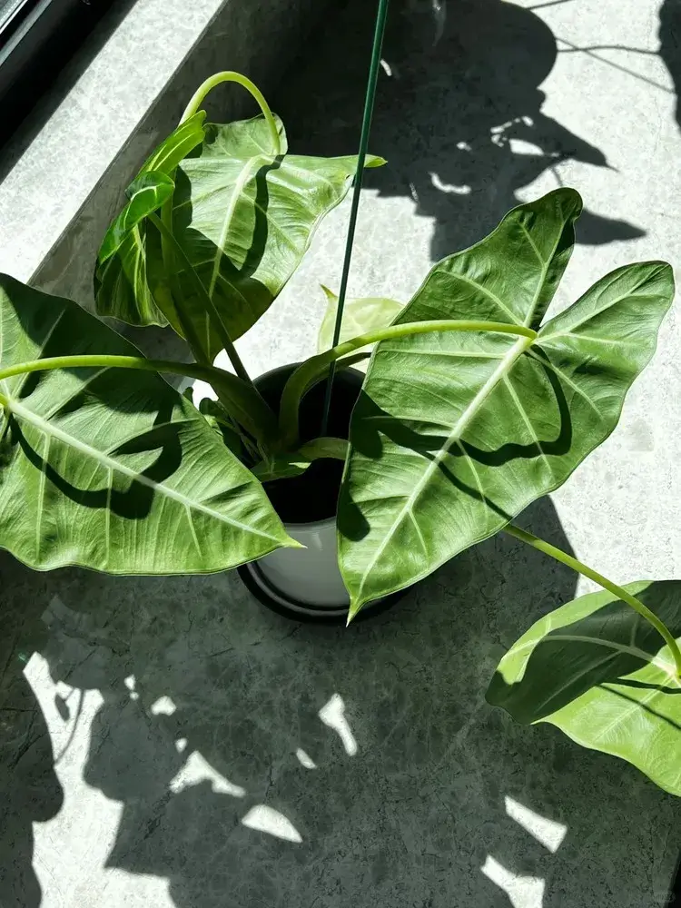 Alocasia Leaves Drooping? Here’s How to Revive Them 2 ☀️ Too Much Light (Heat Stress)