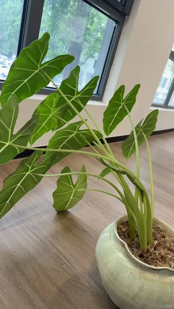 Alocasia Leaves Drooping? Here’s How to Revive Them 1 🌤️ Too Little Light