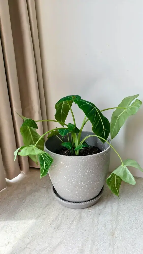 9 Causes of Drooping Alocasia Leaves (and How to Fix Each One)