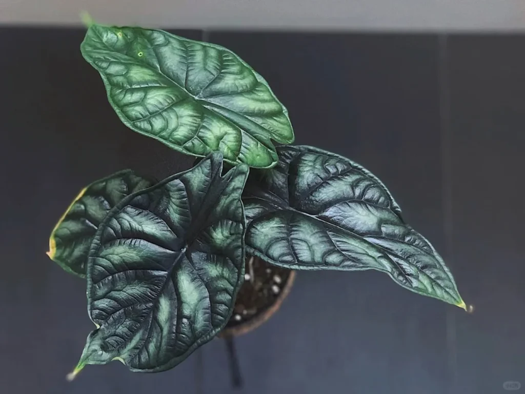 🪴 Alocasia Dragon Scale (Baginda)