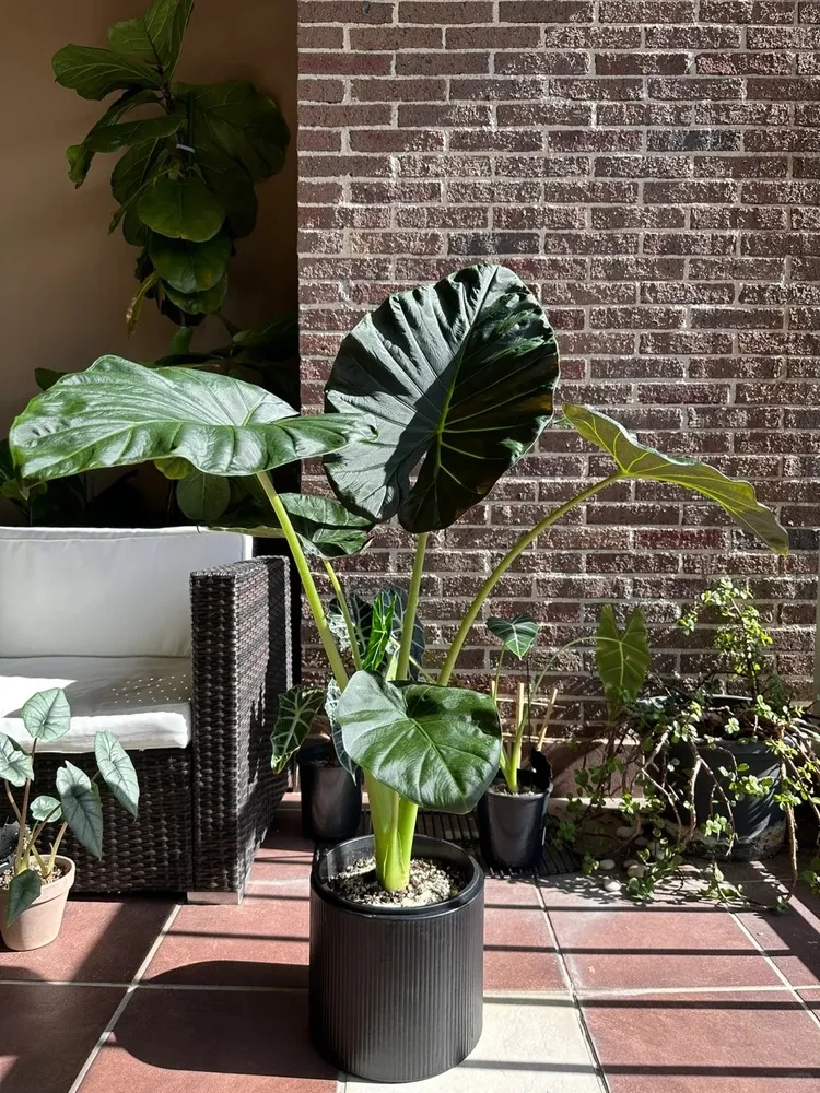 🪴 Alocasia Green Shield