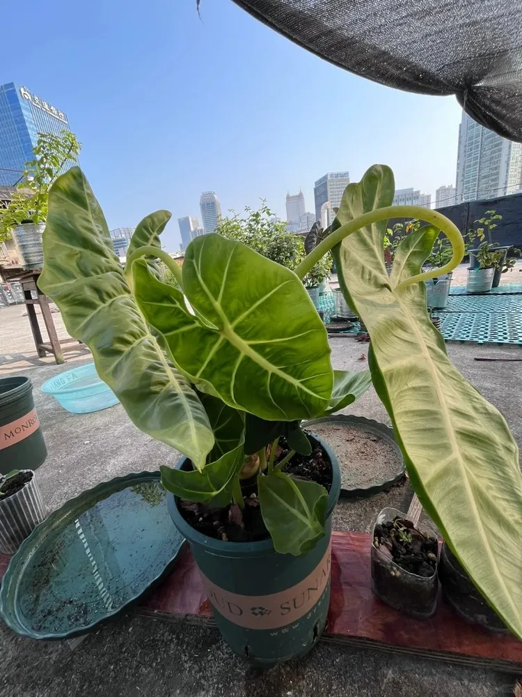 2. Upward Curling (Leaf Cupping Toward the Light)