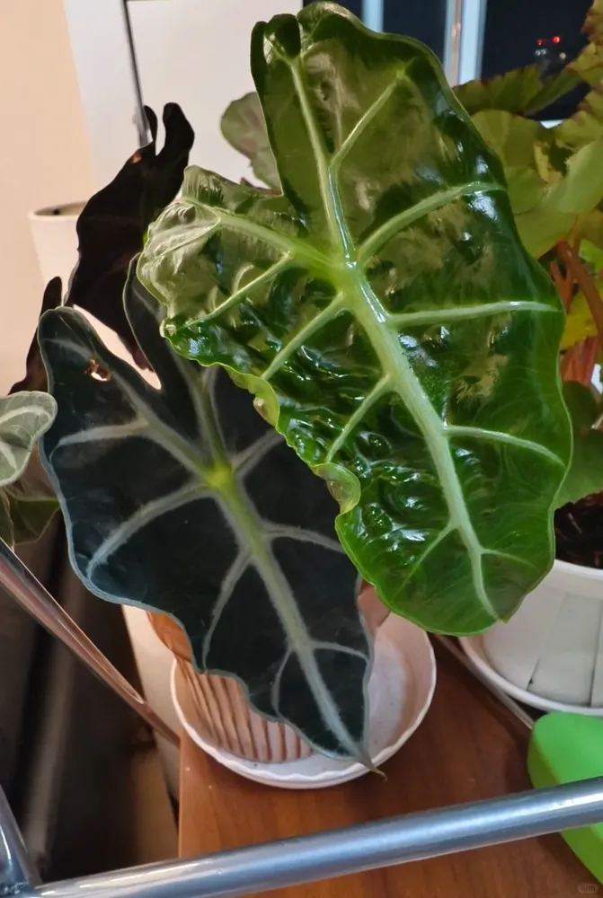 3. Edge Rolling (Only the Leaf Margins Curling)