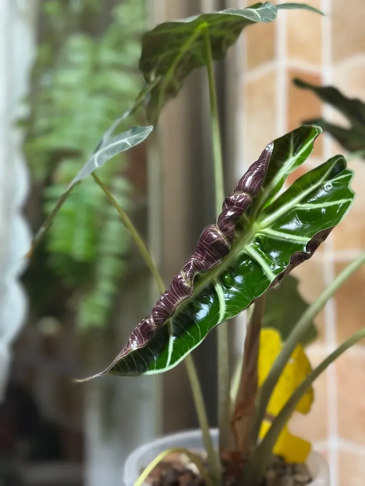 4. Half-Curl in New Leaves (Normal Growth Stage)