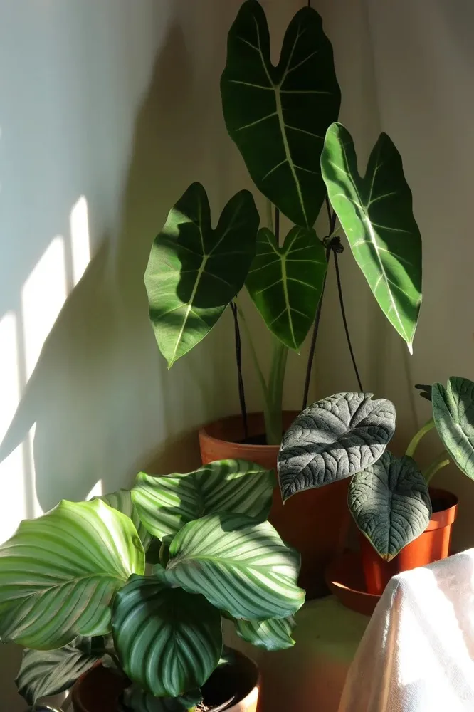 Active Growth (Spring & Summer)