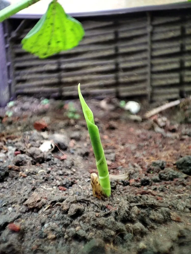 Aftercare — Helping New Growth Thrive