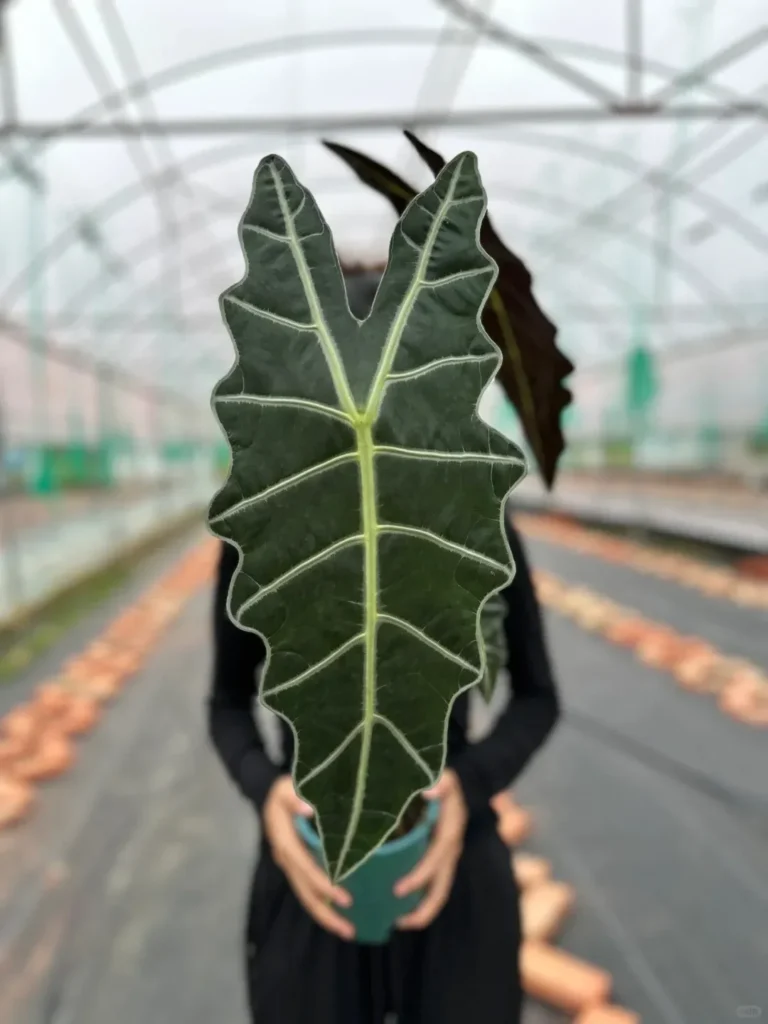 Alocasia Amazonica - New Leaf Size