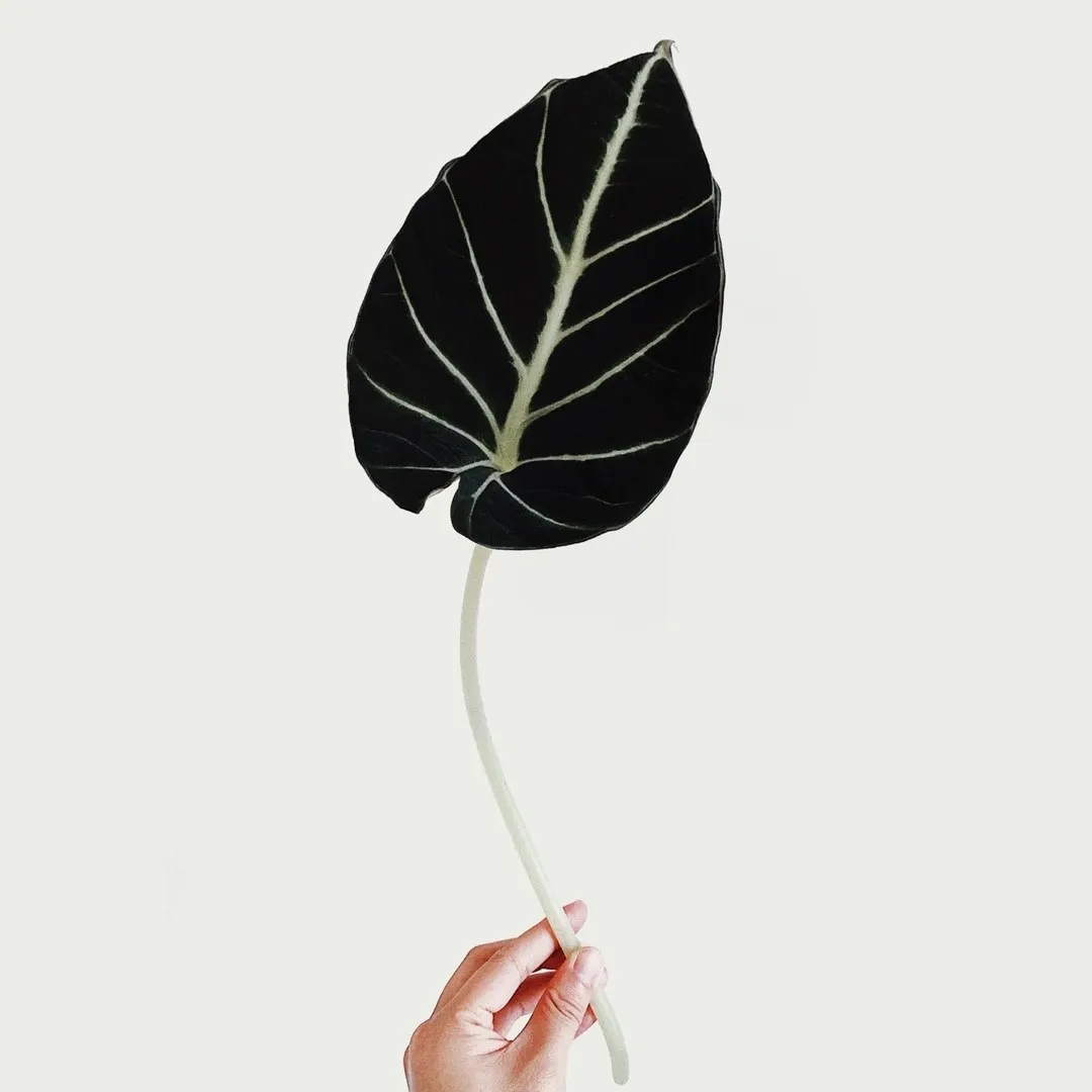 A single Alocasia Black Velvet leaf with deep black surface and white veins, held against a clean light background.