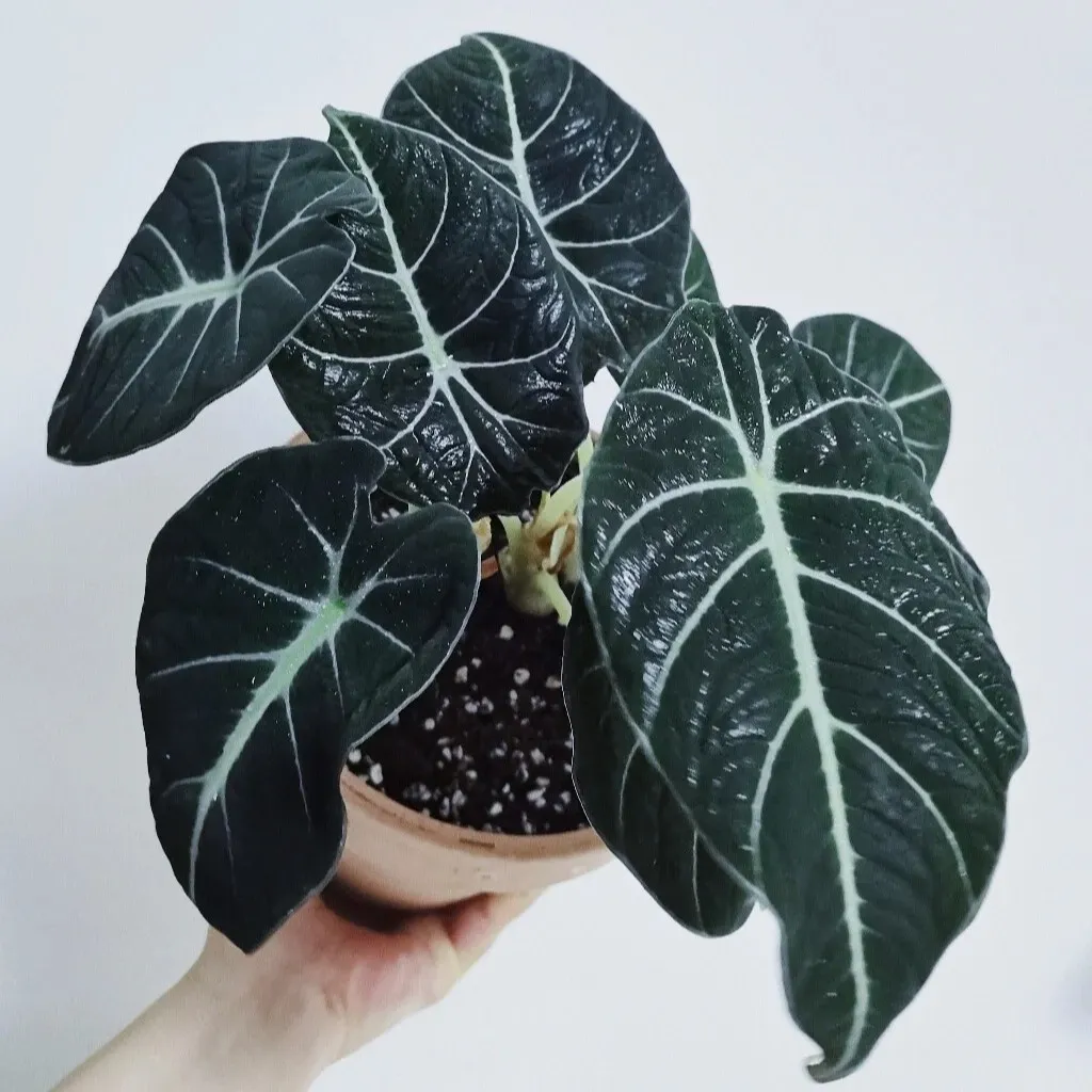 Alocasia Black Velvet Care: Don't Treat It Like Other Alocasias