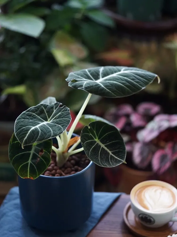 Alocasia Black Velvet growing in a blue pot with LECA clay balls, showing round dark leaves and contrasting white veins.