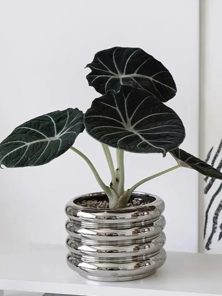 Close-up of an Alocasia Black Velvet with dark velvety leaves growing in a shiny metallic pot, showing its silver veins and compact growth.