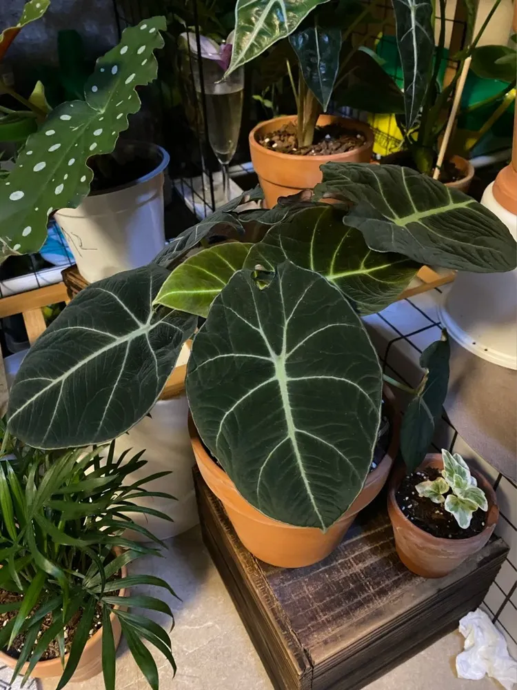 Alocasia Black velvt