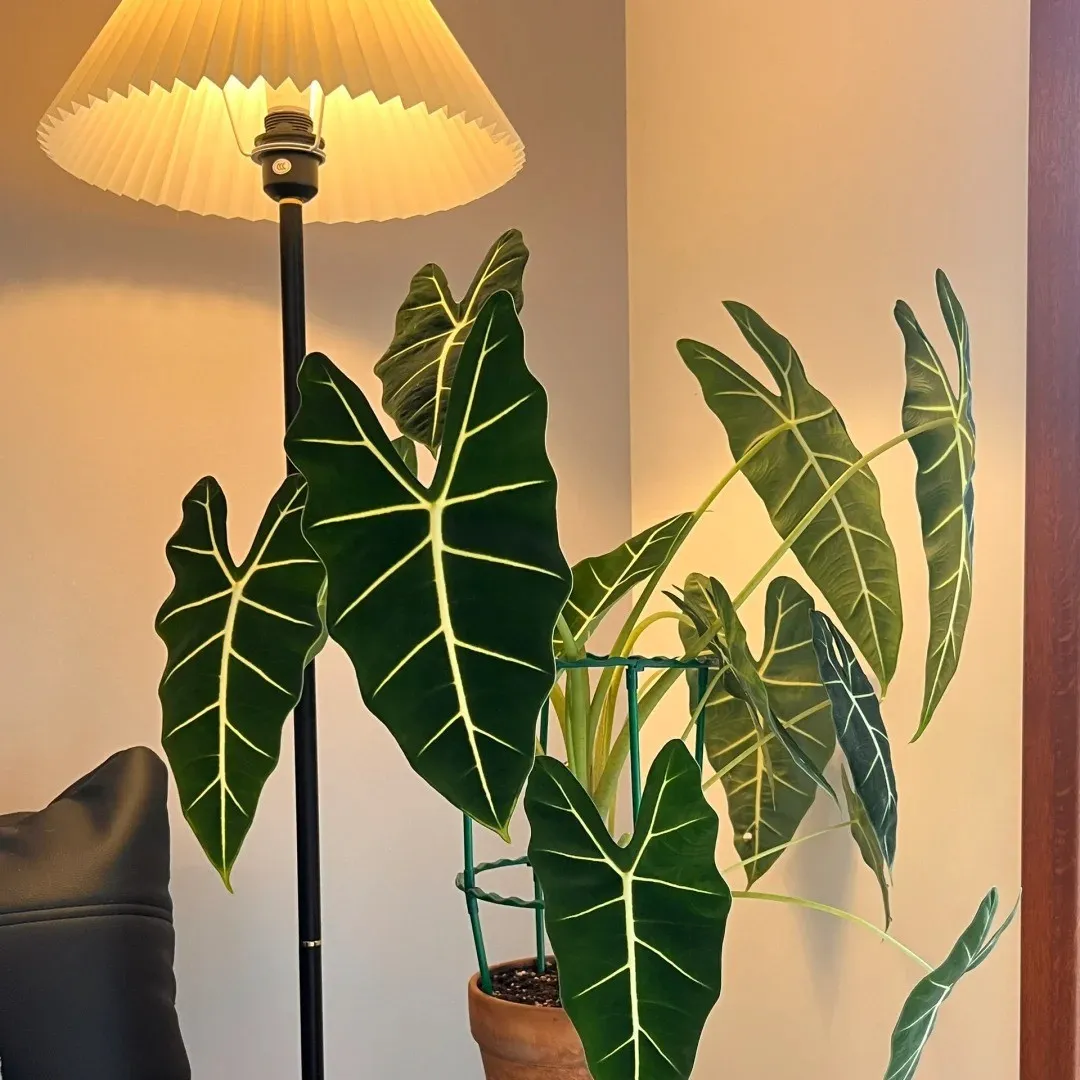 Healthy indoor Alocasia plant with large green leaves in a bright home growing setup