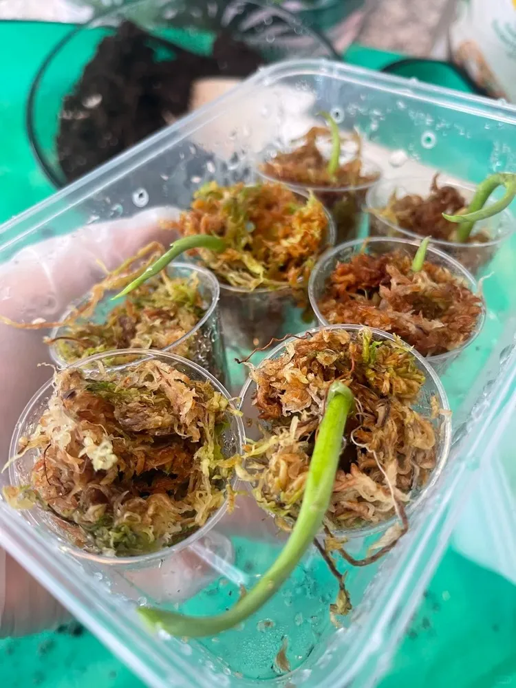 Several Alocasia corms placed in clear cups with sphagnum moss for controlled rooting.