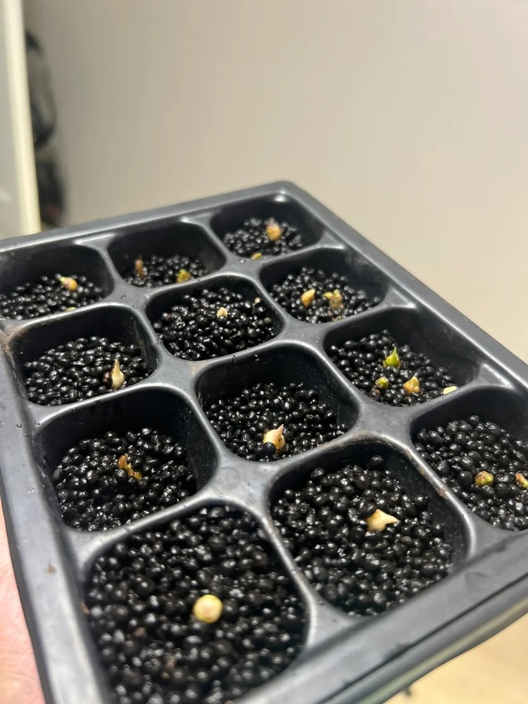 Small Alocasia corms placed in a seed tray with several tips beginning to sprout.