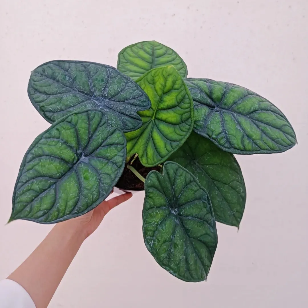 Hand holding a healthy Alocasia Dragon Scale plant showing bright green new leaves and deep embossed veining.
