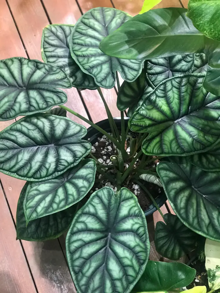 Alocasia Dragon Scale after five months of indoor growth, showing many textured green leaves in a pot