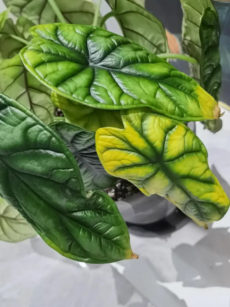 Alocasia Dragon Scale with yellowing leaves and pale areas during a care problem indoors