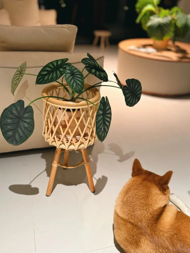 Alocasia Dragon Scale displayed in a rattan plant stand in a living room, with a dog resting nearby on the floor.