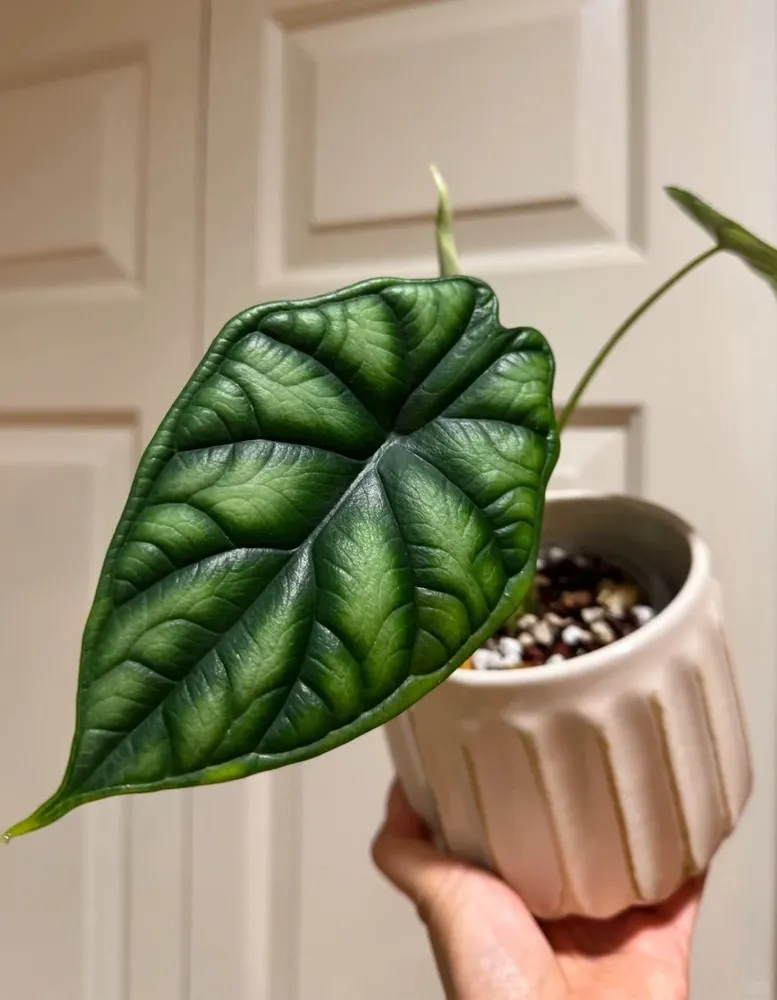 Alocasia Dragon Scale