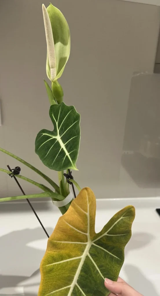 Alocasia Frydek producing a flower spike while an older leaf turns yellow indoors