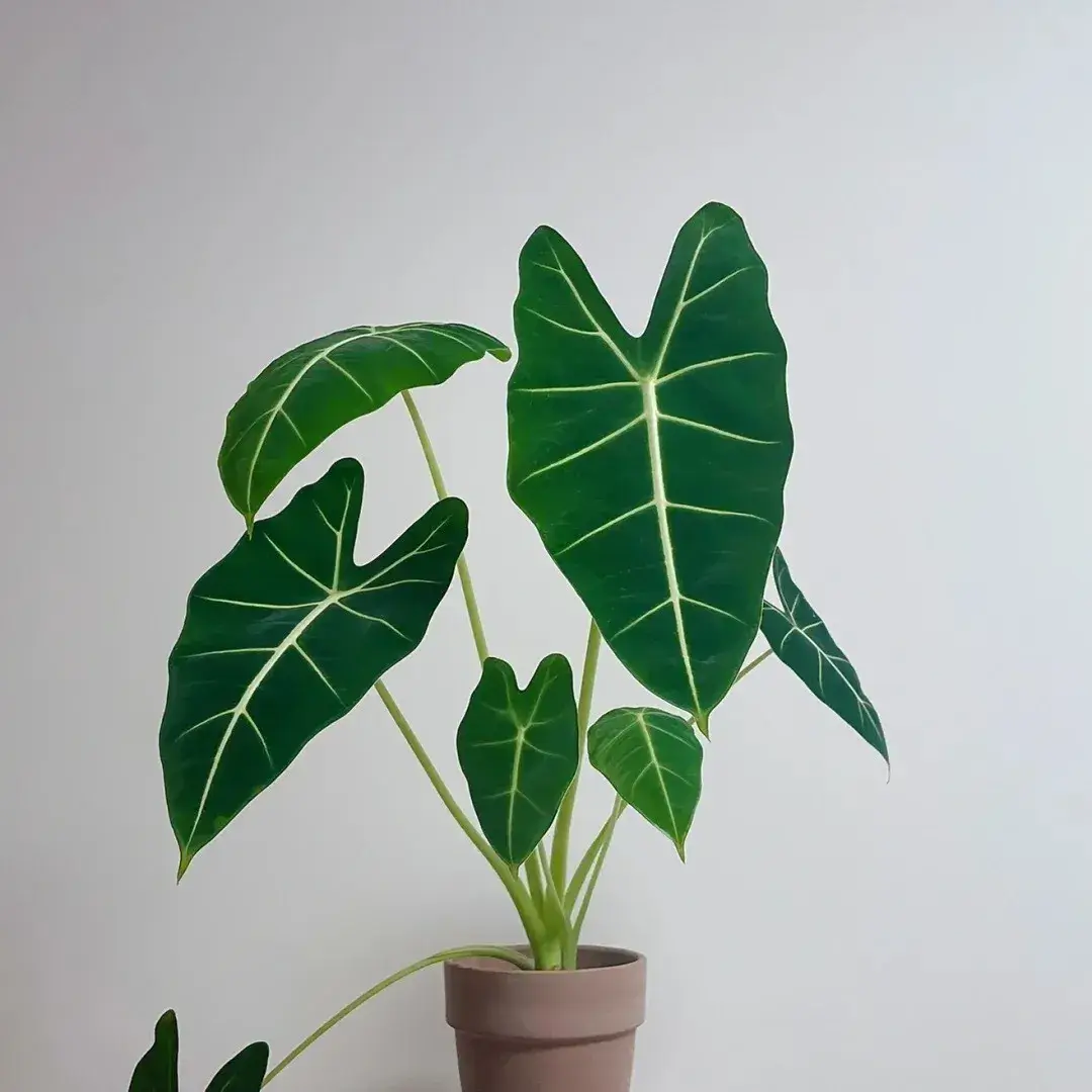 Alocasia Frydek Care: What Finally Made Mine Grow Bigger Leaves