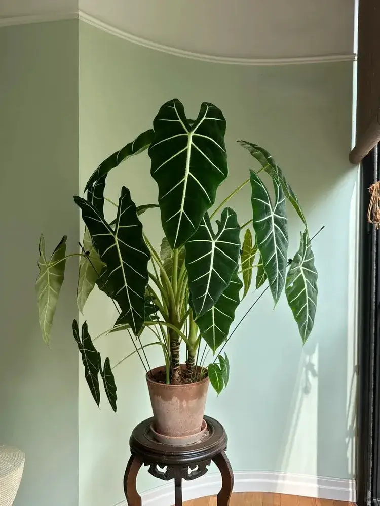 Alocasia Frydek with upright deep-green leaves growing in a terracotta pot on a decorative wooden stand.