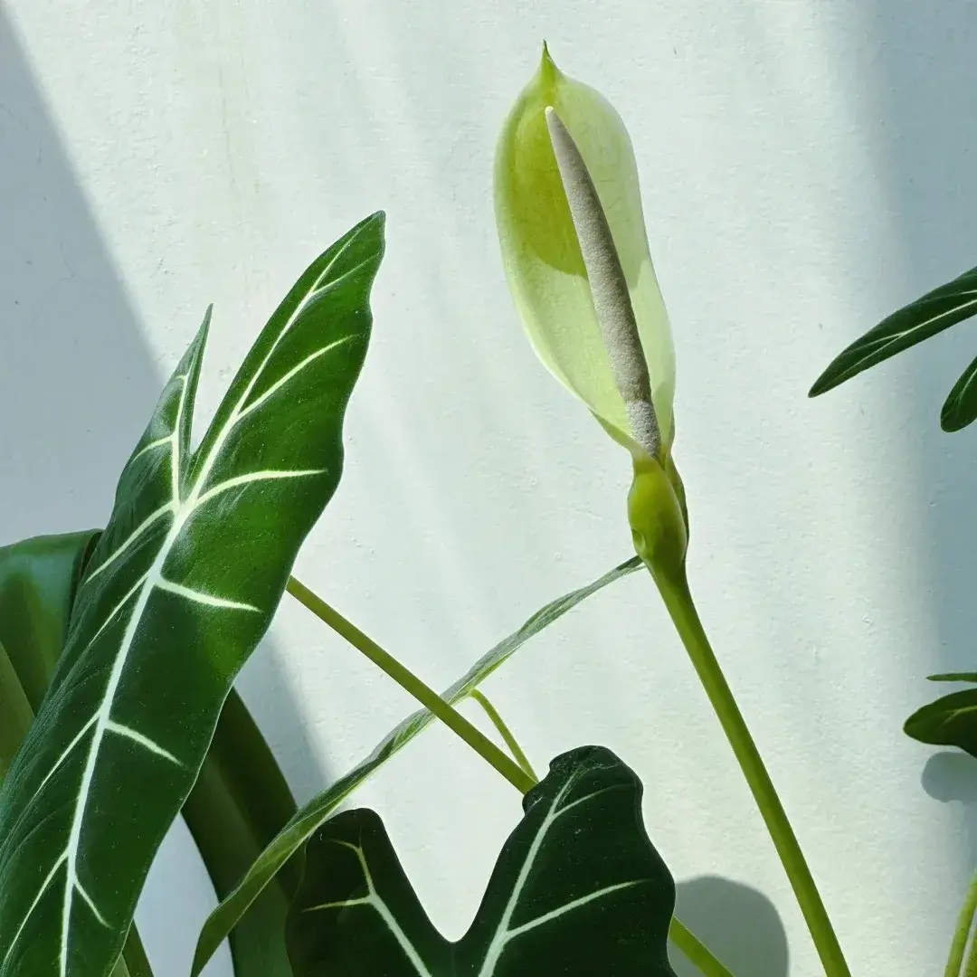 Alocasia Frydek Care: What Finally Made Mine Grow Bigger Leaves