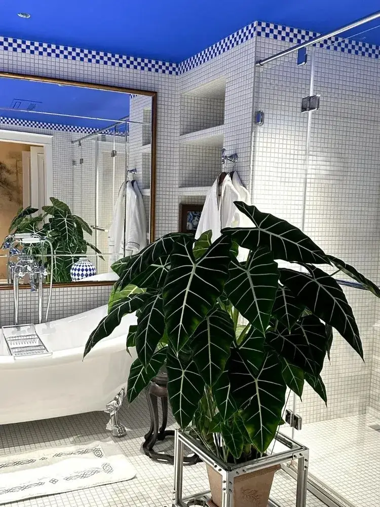 Large Alocasia Frydek placed beside a bathtub in a bright tiled bathroom with strong natural light.