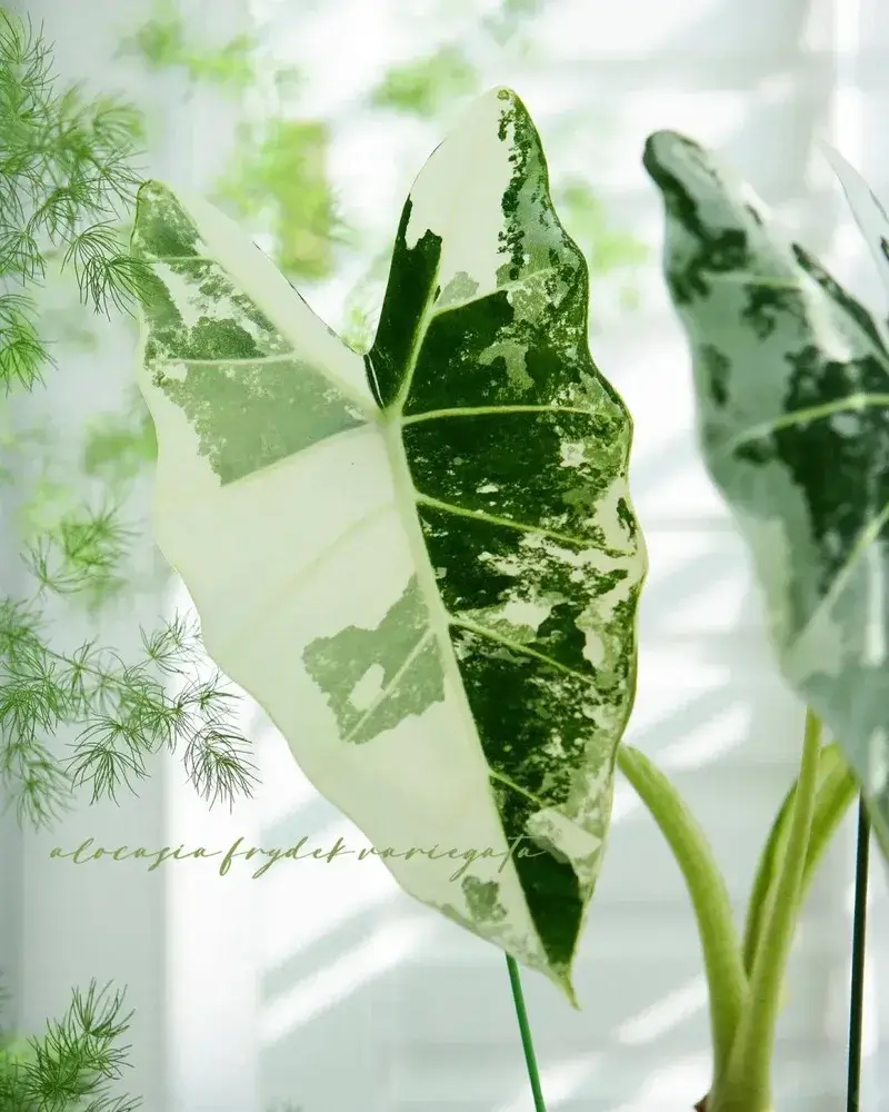 Close-up of Alocasia Frydek Variegated showing creamy white and green marbled variegation on the leaf.