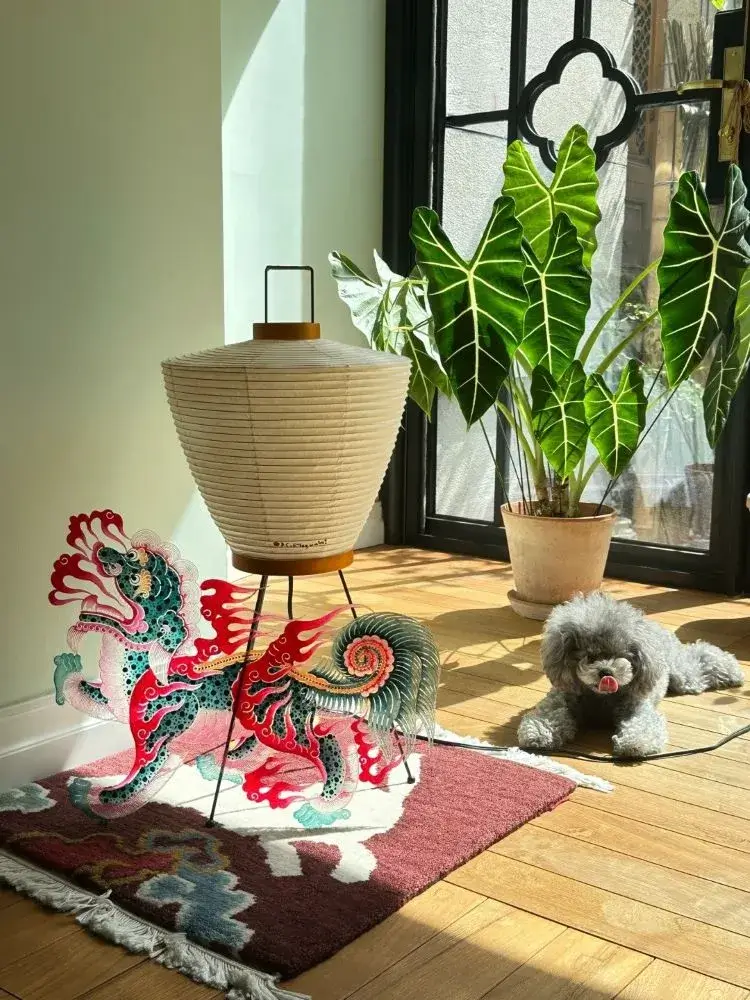 Alocasia Frydek receiving bright filtered light near a window, with a small dog lying on the floor beside it.