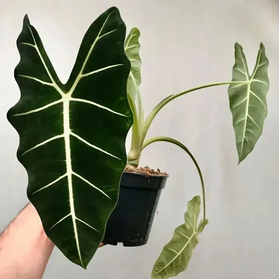 Alocasia Leaves Drooping? Here’s How to Revive Them 7 An Alocasia Frydek with one oversized velvety leaf held up beside its young plant in a black nursery pot.