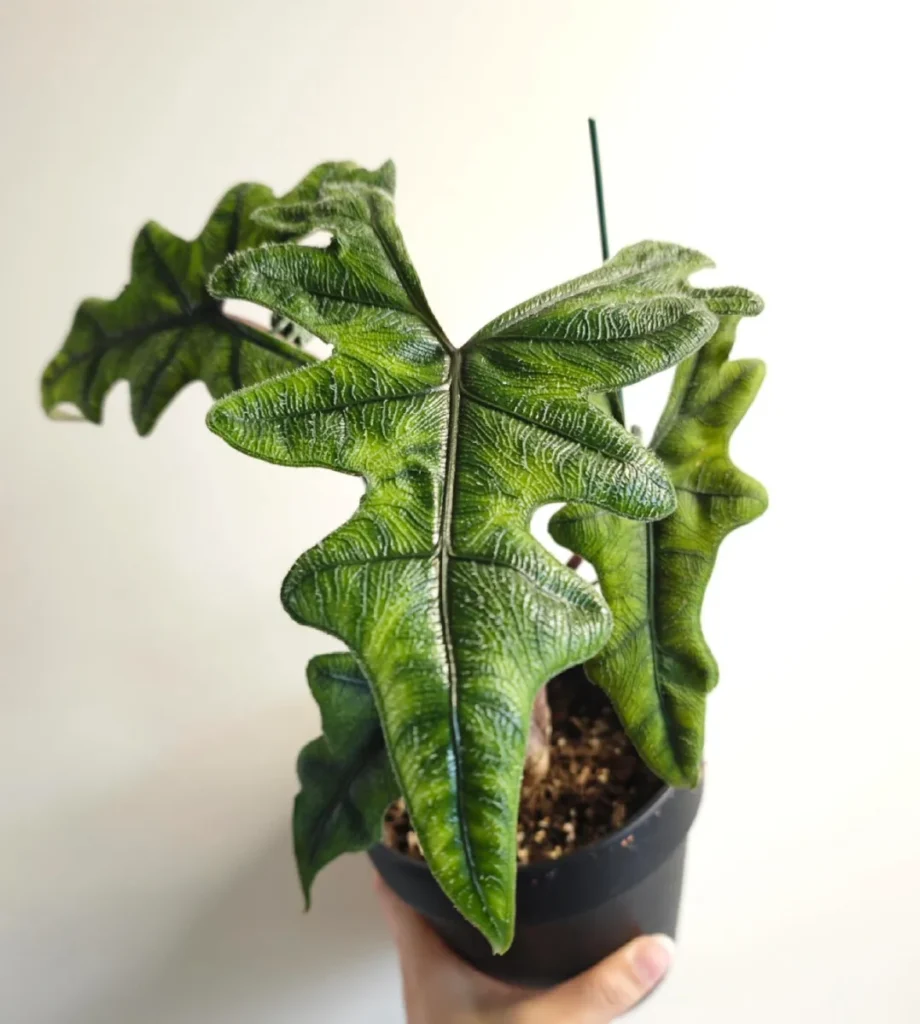 Alocasia Jacklyn after a new leaf growth phase, showing fuller textured leaves in a small indoor pot