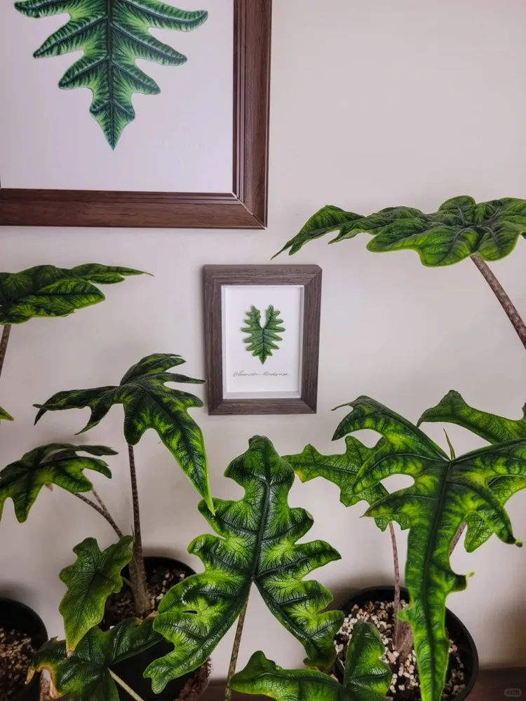 Multiple Alocasia Jacklyn plants arranged under framed botanical artwork featuring the plant’s signature leaf shape.