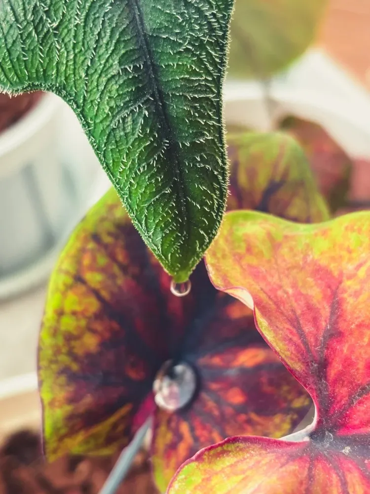 Close-up of an Alocasia Jacklyn leaf tip releasing a clear guttation droplet above a colorful caladium leaf.
