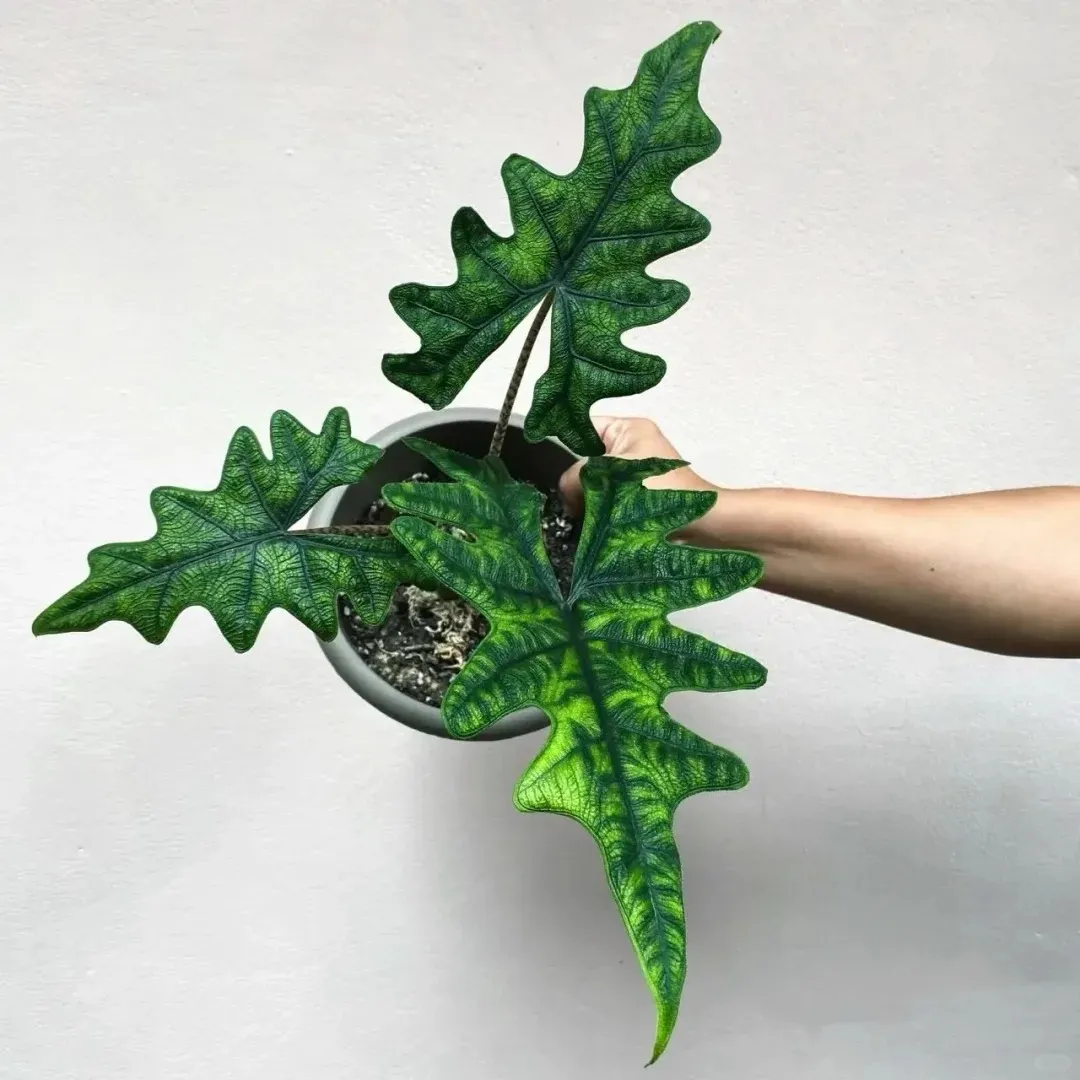 Top-view of an Alocasia Jacklyn showing its elongated, jagged leaves with bright green veining while being held in one hand.