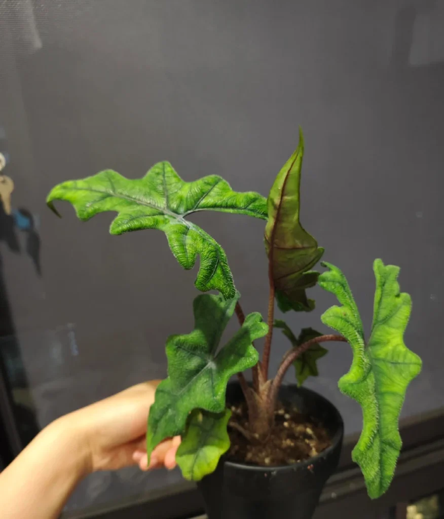 Alocasia Jacklyn pushing a new leaf indoors after settling in, with textured green leaves and a new leaf still unfurling