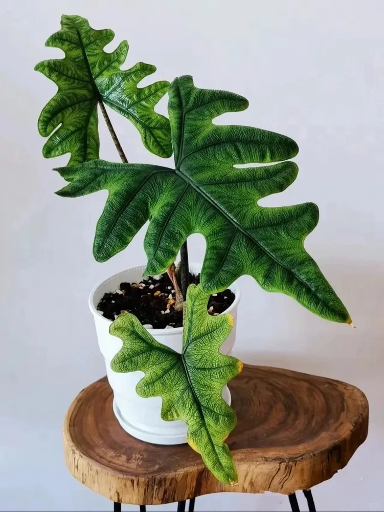 Alocasia Jacklyn displayed on a wooden plant stand with bright green, textured, and deeply cut leaves.