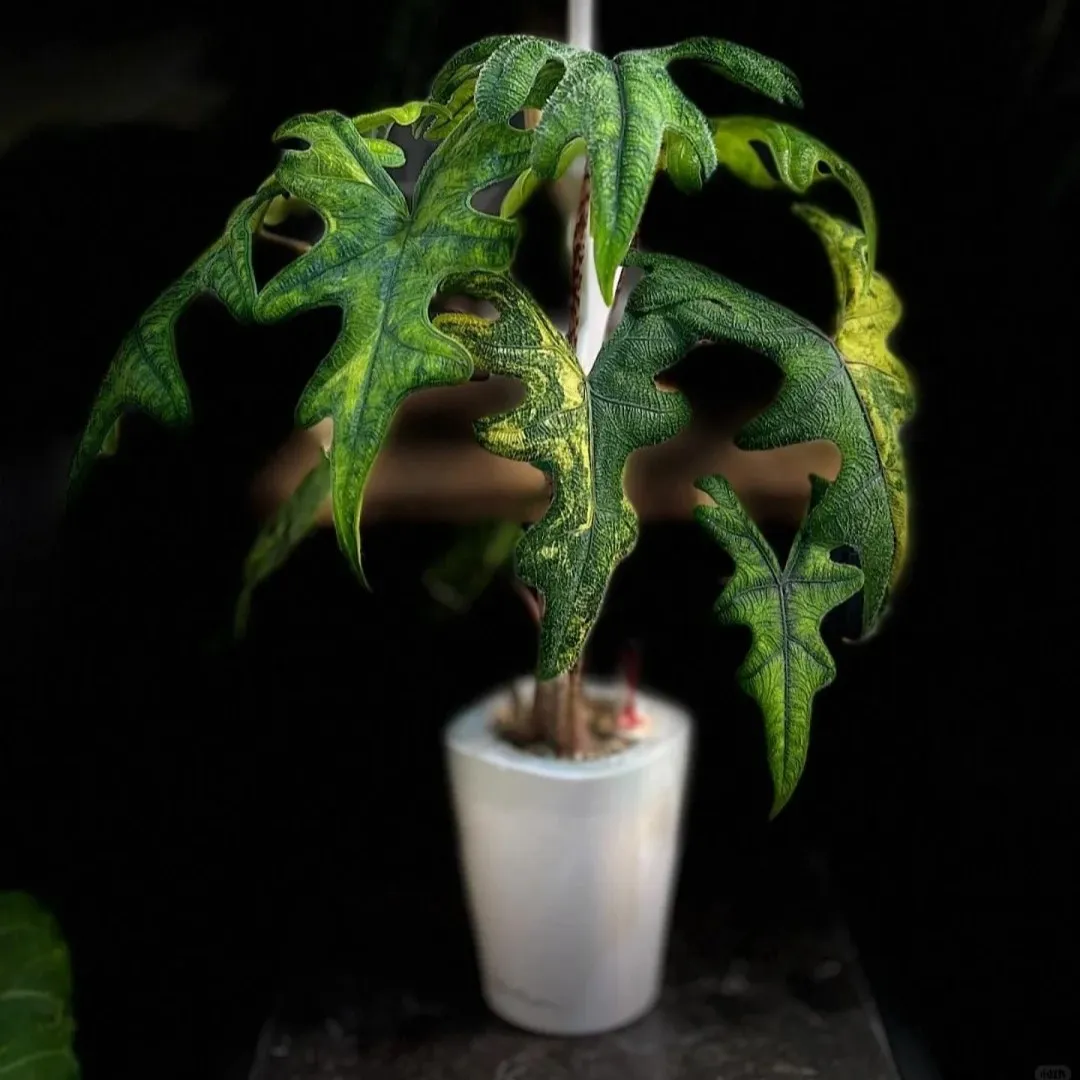 Alocasia Jacklyn plant with deeply cut leaves and bright green mottled patterns, photographed against a dark background.