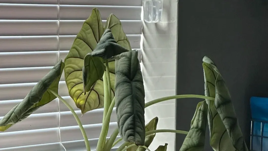 Alocasia Leaves Curling Here’s What They’re Telling You