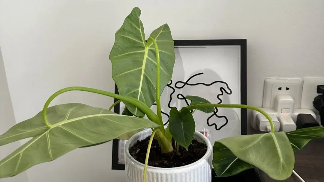Alocasia Leaves Drooping Here’s How to Revive Them