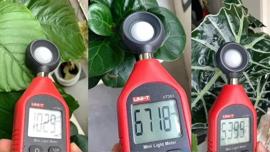 Alocasia Light Requirements Natural Sun vs. Grow Lights