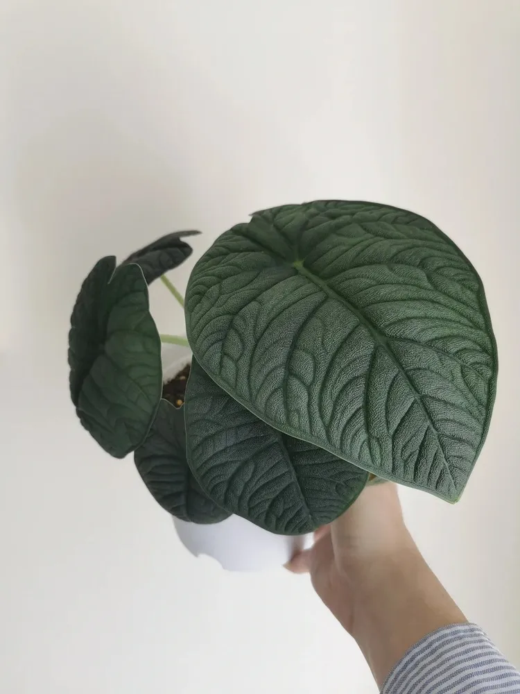Alocasia Melo
