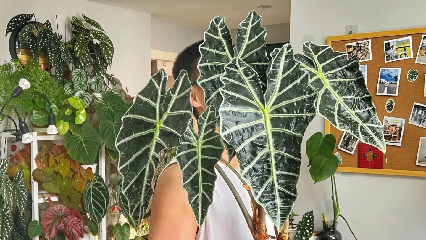 Alocasia Polly (Amazonica) Care Guide Light, Watering & Growing Tips