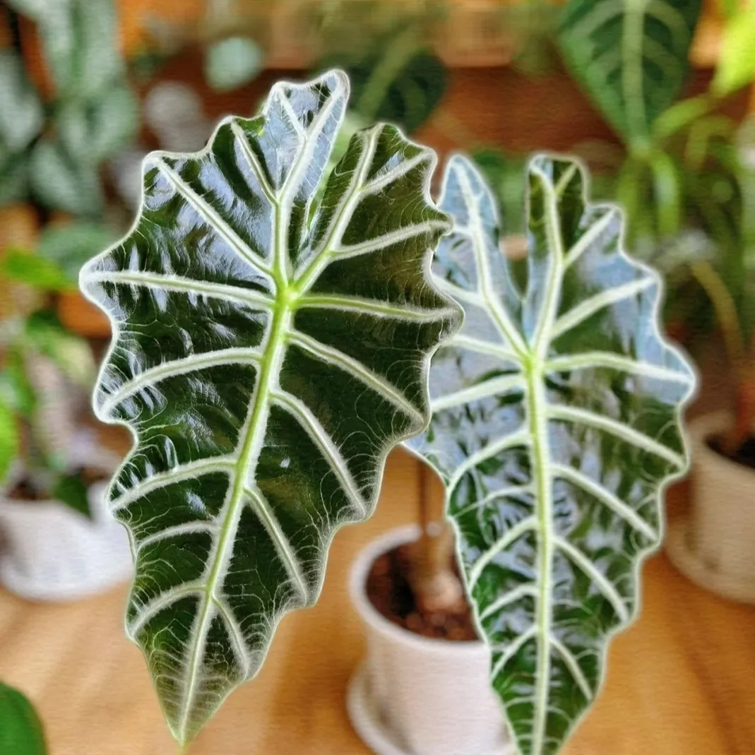 Two Alocasia Polly leaves with glossy dark-green surface and bright white veins, photographed in soft indoor light.