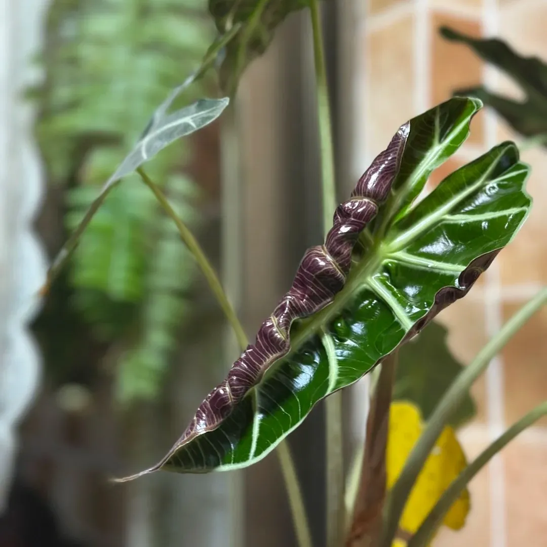 Alocasia Polly Care: Don't Repot It the Wrong Way