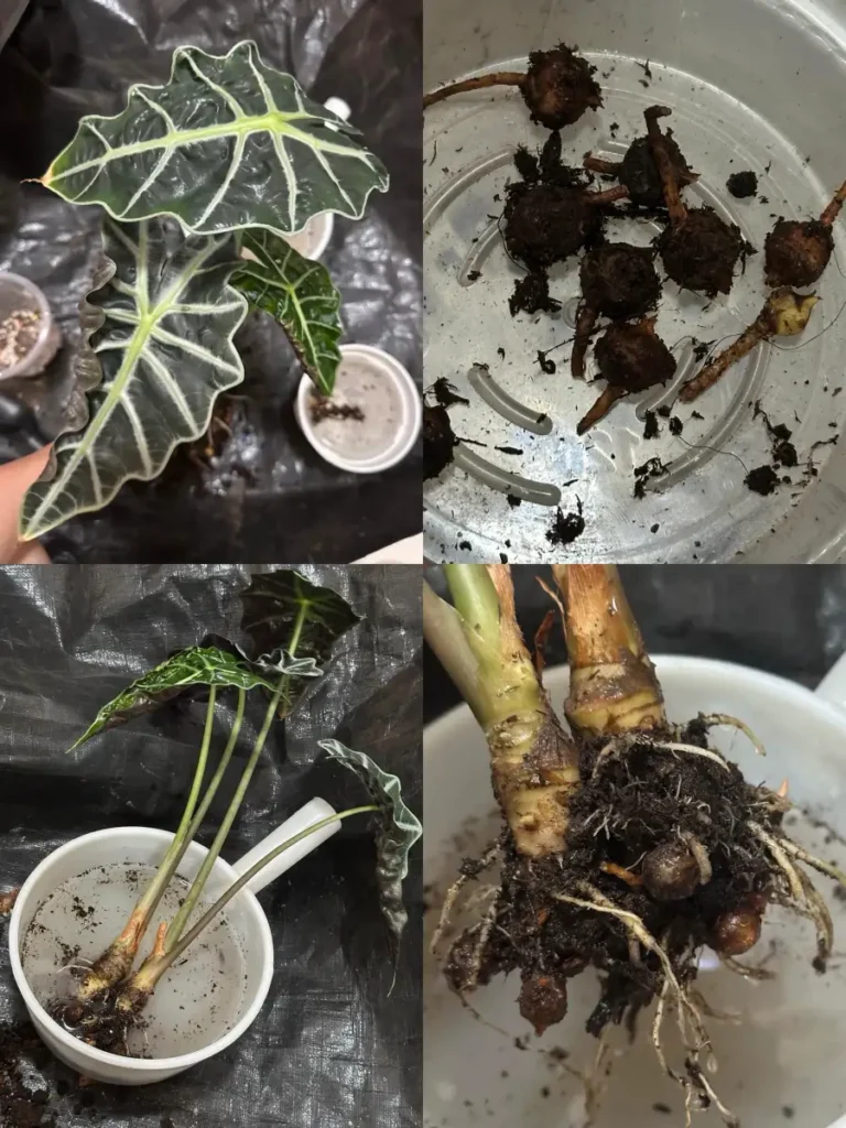 Alocasia Polly removed from its pot for root inspection, showing leaves, corms, and cleaned roots during a root rot rescue