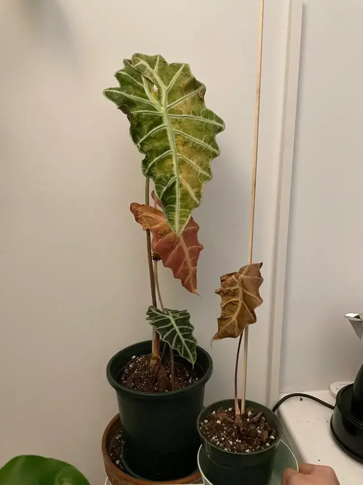 Alocasia Polly with yellowing and browning leaves, indicating watering or soil issues.