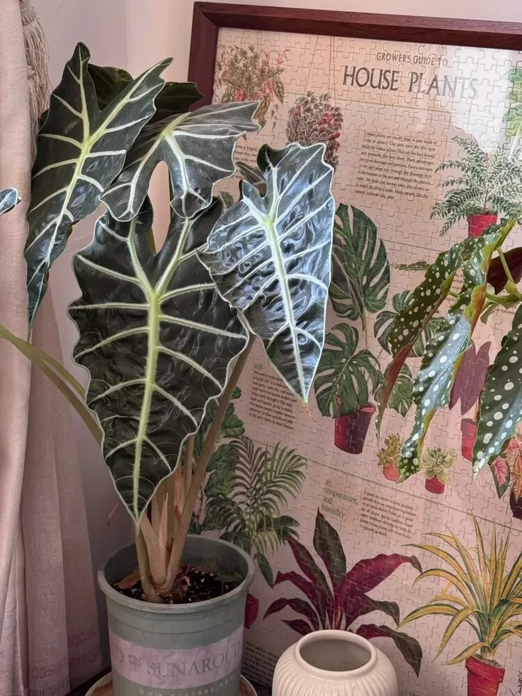 Alocasia Polly with large dark-green leaves placed in front of a framed houseplant illustration poster.