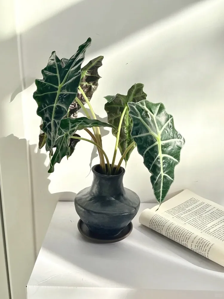 Alocasia Polly displayed in a black vase with sunlight casting soft shadows, next to an open book.